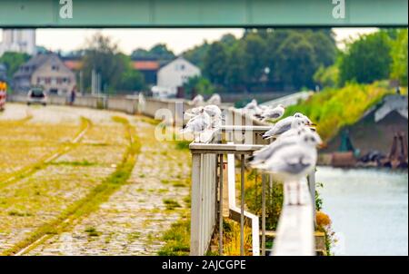 Molti gabbiani su una ringhiera sulle rive del Reno a Colonia, Germania Foto Stock