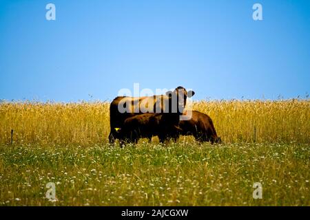 Madre mucca con il suo vitello giovane su un prato Foto Stock