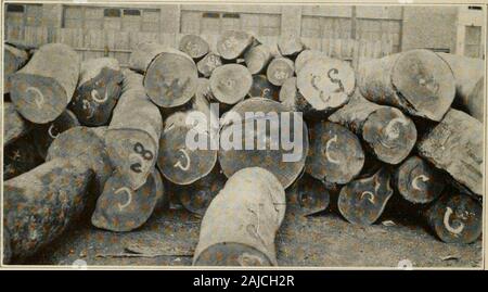 Lignum-vitae; uno studio dei boschi del Zygophyllaceae con riferimento al vero lignum-vitae di commercio--le sue fonti, proprietà, utilizza e sostituti . Log di GUALVCUM SANCTUM VAR. Da Haiti. Log di Guaiacum officinale da CUBA Foto Stock