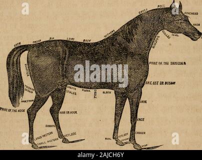 Il cavallo e le sue malattie : abbracciando la sua storia e la varietà, riproduzione e gestione e vizi; con le malattie a cui egli è soggetto e i rimedi più adatti alla loro cura . membrana del naso. Questa piccola cavità oftenbeen ha sbagliato, da parte di persone non qualificate per un'ulcera inglanderous comune gli affetti e il povero animale ha frequentemente fallena vittima dell'errore. I loro occhi sono grandi in proporzione a quelle di alcuni otherquadrupeds, e l'apertura pupilar è di un oblato ellipticform, con il suo lungo assi paralleli all'orizzonte, così increasingthe campo visivo laterale. Ro Foto Stock