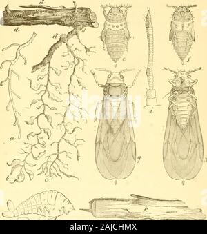 Insetti dannosi per frutti . molto ingrandita, la breve linee o puntini a lato showingthe dimensione naturale. Durante il primo anno di presenza di insetti il outwardmanifestations della malattia sono molto lieve, sebbene thefibrous radici possono a questo punto essere coperto con il piccolo rigonfiamento-rali; ma, se l'attacco è grave, il secondo anno la leavesassume un malaticcio cast giallastro e il solito yearlygrowth vigorosa della canna è molto ridotto. Nel corso del tempo la vineusually muore; ma, prima che ciò avvenga, i pidocchi, avente littleor nessun tessuto sano per lavorare su, lasciare il vitigno morente e seekf Foto Stock