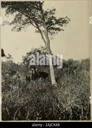 Lignum-vitae; uno studio dei boschi del Zygophyllaceae con riferimento al vero lignum-vitae di commercio--le sue fonti, proprietà, utilizza e succedanei . rhotos bv Mell Guaiacum sanctum VAR. Di HAITIYOUNG albero albero maturo Foto Stock