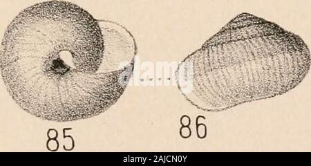 Manuale di conchology, strutturali e sistematiche : con le illustrazioni delle specie . Foto Stock