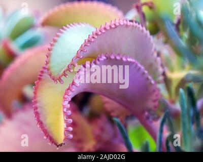 Close-up di due foglie succulente, con bordi irregolari di colore rosa in corrispondenza dei bordi e giallo nella parte centrale. Foto Stock