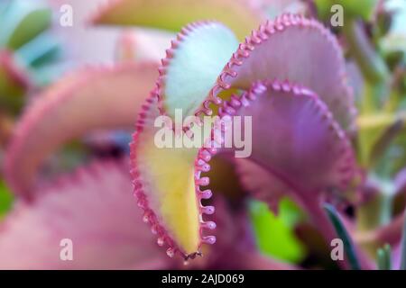 Close-up di due foglie succulente, con bordi irregolari di colore rosa in corrispondenza dei bordi e giallo nella parte centrale. Foto Stock