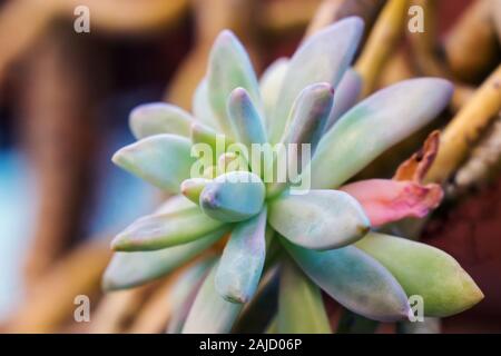 Close-up di piante succulente, genere Graptopetalum bellum, originariamente in America centrale Foto Stock