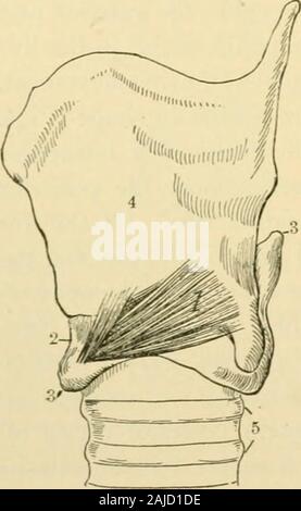 Un Americano di libro di testo di fisiologia . i;enoid cartilagine, dietro e sopra l'inserimento laterale di crico-arytenoid(Fig. 300). La sua azione è quello di trasformare i processi vocali verso l'esterno e quindi rapire thevocal cordicelle. La sezione posteriore crico-arytenoid occupa una posizione importante in thegroup dei muscoli respiratori; durante la vigorosa ispirazione si è portato in azione. Fig. 298.-vista laterale di thecartilages della laringe con il crico-muscolo della tiroide {Qiiaini anatomia,dopo Willis): 1, crico-tiroide mus-CLE : 2, crico-membrana della tiroide; 3,cricoid cartilagine; 4, tiroide carti-lage ; 5, anelli superiori del T.R.A. Foto Stock