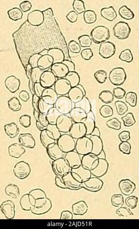 La diagnosi clinica : il batteriologiche, chimiche e microscopiche prova di malattia . §&Gt; ®§ Foto Stock