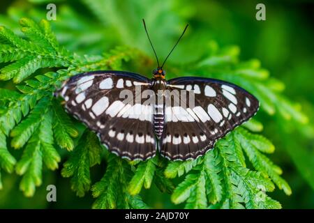 Butterfly trovata nel Giardino delle Farfalle Changi Airport Foto Stock