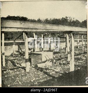 La nuova cultura di rabarbaro; una guida completa alla forzatura scuro e nel campo della cultura, come preparare ed utilizzare il rabarbaro . reenhouseconditions. A volte in condizioni climatiche molto fredde la tem-peratura si allontana verso il basso e il riscaldatore a malapena keepsits tubazioni dal congelamento. Ma anche se le foglie della pianta thehardy sono irrigiditi con il gelo, nessun permanentharm è fatto. Non vi sono attacchi di parassiti o malattie in tlieforcing house e il raccolto è considerata come un sicuro uno.it porta da 8 a 15 centesimi per libbra nel Bostonmarket. Una caratteristica molto interessante della casa justdescribed è il modo in cui un prodotto supplementare è fissato, Foto Stock