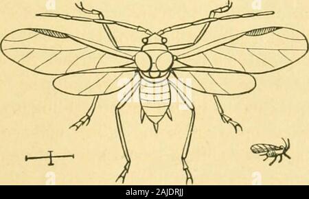 Mezza con insetti . er volo matrimonio lontano fino trovanella aria, di cui due tipi di uova; che mentre alcuni eggswere, presso la volontà della regina, fecondate e prodotto Avorkers, *che è la produzione di giovani da una vergine insetto. 6 PxcKxuiy.] insetti o GArtDEX. 7 gli altri sono stati depositati come uova sterili che tuttavia werefound al portello fuori fuchi. È anche noto che uno dei3oung lavoratore larve quando phiced in una cella separata e fedupon un particolare tipo di pane è diventato finalmente un Queen Bee. Questi fatti dare qualche gomitolo di anomalie nel gene-razione di pidocchi vegetali (Fig. 2). Bon Foto Stock