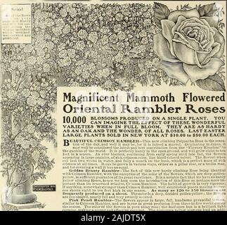 H.W Buckbee seme e pianta guida : 1905 . si abbassa completamente il doppio e molto fra-concessione. Fiori in ghirlande e i cluster sembrano coprire la wholeplant; color crema rosa, flussato rosso. Assicurarsi di includere thislovely Rosa nel vostro ordine. MAD. CECIL BRUNNER-una molto bella rosa in ogni rispetto.Flowerslareer rispetto alla maggior parte degli altri, perfettamente doppia e dei più profumo squisito. Il colore di una bellissima rosy rosa sul arich, cremosa sfondo bianco. Un coltivatore di rapida. MIGNONETTE-una splendida varietà, uno dei migliori. Full,finemente formata fiori, perfettamente doppia e molto profumati.colore rosa chiaro, passando a w Foto Stock