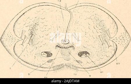 Introduzione à l'étude des mollusques . Fig. 104. - Embryon de Anodonta,vu du côté gauche, grossi; daprèsGôTTE. Ho, adducteur (antérieur);II, blastopore; III, bouclier ciliépostérieur; IV, coquille. VIII. Fig. 10.5. - Glochidium de ^noffonto, vu ventralement, grossi ; daprès SchierholtzI, bouquet de soies; II, ganglions viscéraux; III, invaginatiou stomodoeale; IV. boucliercilié; V, entéron (cavité endoderniique vicino); VI, enfoncements latéraux ; VII, crocbetdu bord de la valvola; VIII, filamento de bisso; IX, adducteur. 159 Foto Stock