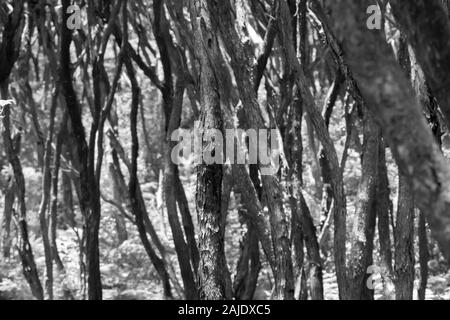 Caratteristica wriggly gambi e modelli di corteccia di albero ti foresta sul Kawau Island. Foto Stock