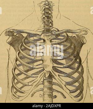 Hooper del medico di fiducia il vademecum, o un manuale dei principi e delle prassi della physic . ccuracy il nastro deve essere fatta passare sopra i due ingrassatori, o inil stessa distanza al di sopra e al di sotto di esse. Il torace deve prima bemeasured dopo una completa la scadenza e poi dopo una profonda inspirazione: bywatching il movimento del nastro, Ave può misurare il grado ofexpansion che entrambi i lati del torace imdergo. Questo darà ususeful informazioni per quanto riguarda la condizione dei polmoni. Nel rendere thesemeasurements, il fatto già dichiarato, vale a dire che il lato destro del thechest è naturalmente più grande di sinistra Foto Stock