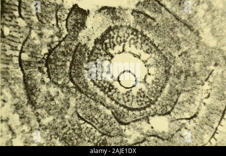 Bollettini di American Paleontologia . Boll. Amer. Paleont., Vol. 56 Piastra 2 ^; V Wr. Foto Stock