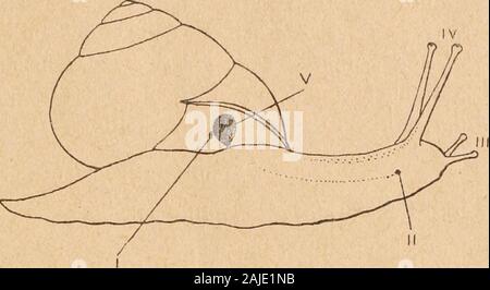 Introduzione à l'étude des mollusques . Fig. 81. -Stiliger vesi-culosus, vu dorsale-ment ; daprès Des-Hayes. Pas dexpansions latérales ni de papilles dorsales; ano médian,postéro-dorsale. Limapontia, Johnston : L. capitata Mùller; Océan Atlantique.- Actoeonia, Quatrefages. T ordre : Pulmonata (s. st.), Guvier. Euthyneures à cavité palléale sans cténidie et à ouverture palléalerétrécie par la soudure du bord du manteau à la nuque, ne laissantquun étroit contrattile di orifizio à son extrémité de droite. - 124. Fig. 82. - Hélix nemoralis, en marche, vu du côté droit.I, ano; II, orifizio génital herm Foto Stock