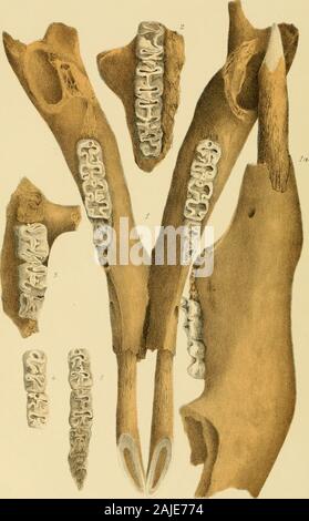 Prodromus della paleontologia di Victoria; o le figure e le descrizioni del Vittoriano resti organici .. . Rappresenta anche uno dei sunple, conica, anteriore teethof Miocene terziario genere estinto di Wliales, Squalodon, dal recinto Miocene letti terziaria di Waurn stagni, nearGeelong, discoveredby il sig. Nelson di quel luogo, che mi ha permesso quindi di aggiungere al ourprevious illustrazione del lobata, denti posteriori di Squalodon Wil-kmsoni (McCoy), figurato nel nostro secondo decennio. La sesta e la settima piastre dare alcune importanti frirther fossilIMollusca, caratteristico della tomaia Silurian formazioni, fromG Foto Stock