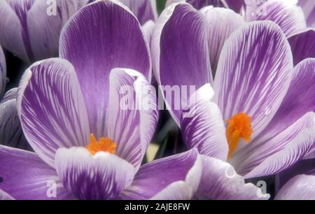 PRIMO PIANO DI FIORI CROCUS VIOLA E BIANCO Foto Stock