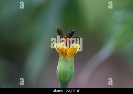 a field of yellow marigold on one sits a bee another bee flies up behind out of focus. friendship bees Foto Stock