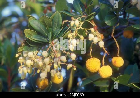 KILLARNEY O IRISH corbezzolo (Arbutus unedo) Foto Stock