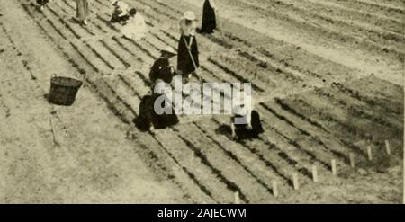 La scuola di formazione aziendale trimestrali di Aprile, Maggio, Giugno 1916 . Gli studenti giardini a Oriente Carolina insegnanti Trainin(; Scuola, agricoltura in Cary agriturismo scuola di vita J. S. HOWAKI). CWO ti anni fa ci sono state aggiunte al pubblico di Cary alta Schoolthe dipartimenti di agricoltura e di economia domestica. Reparti di Thesetwo costituiscono il Cary Farm-Life scuola. È ha loscopo di scuola per addestrare i ragazzi e le ragazze ad essere più efficiente farmersand home builders, a fare del loro meglio i cittadini e di creare withinthem un amore ed una comprensione delle meraviglie della natura. In passato le nostre scuole sono state mol Foto Stock