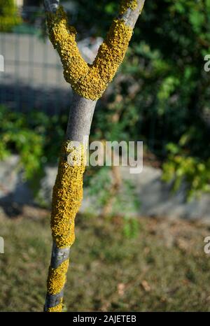 Comune lichene arancione su albero in Europa Foto Stock