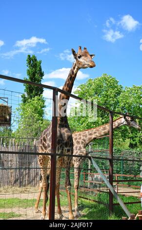 giraffa sullo sfondo di cielo e alberi, si erge nel corral, primo piano Foto Stock
