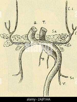 Anatomie menschlicher Embryonen . Fig. 137. Aortensystem vom embrione S 1. Vergr. 24. Fig. 128. Aortensystem vom embrione Solis. Vergr. 30. Truncus aorte oder die spätere Aorta ascendens spaltet sich in eine rechte und eine linke Hälfte (je einen Eamus ascendens der Darstellung von S. 189); erstere, weit schwächer denn letztere, ist die spätere A. anonyma, von welcher das gemeinsame Wurzelstück von den Bogen 3, 2 und 1 als Carotis communis abgeht, nebst dem vierten Bogen oder der nunmehrigen A. subclavia. Der linke Hauptast des Aortentruncus bildet den aorte di Arcus, der so- 13* 196 Die Aortenbogen Foto Stock