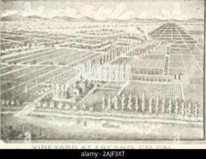 Pacific Vino e spirito di riesame . Establ ishzd. Ciuer/T)ore l/vicolo, ^al ISBS. 1889. ^0 ^1 ^aii Fianc!:. c GObD JVIEDAL. CHAUCHE & BON, successore di A. G. CHAUCHE Suola Ocneral Audit per il MoVNT-IioriiE " inchiostri.. eso AcRcs GolJ medaglia per SLerneB dolce imd Wim, bubliu Exposition, 18u2. EISEJM VIIMEYARDCO. -PIONEER PRODUTTORI DI- ?^ig iL E^B T ^y I N E S ^ Sond per prezzo Listand campioni. . Ufficio, 12 Stevenson Street. S. F. Foto Stock