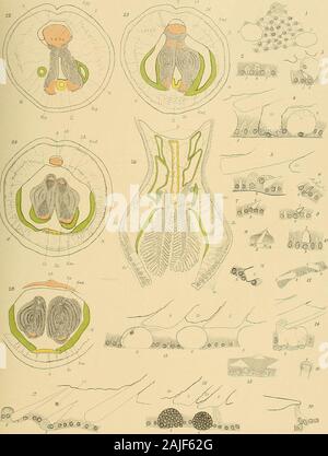 Svenska vetenskapsakademien handlingar . efässessind getroifen. Fig. 26. Horizontaler Läugssobuitt durch das hintere Körperende eines etwas zusamraengezogenen Thieres. DasDiaphragma ist nach hinten konvex und der Enddarm geht fast ganz orizzontale, vergl. Taf. II. Fig. 2.Bedeu ung der Buchstaben wie TAF. II; Hartnack obj. 4, Oo. 2, Abbes Fotocamera. Fig. 1 -19. Schnitte durch die Haut; B Basalzelle, F Fasern zwischen den Epithelzellen, Gr Gruben in derCuticula, E Riesenzellen, W Wanderzellen, Wi in die Cuticula eingewachsene Wanderzellen. Fig. 1. Horizontalschnitt, Hartn. Obj. 10 OC. 4. Fig. 2-8. Foto Stock