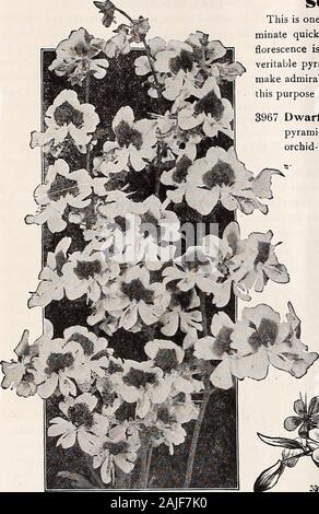 Dreer intermedia-catalogo estivo 1921 . Cinese Large-Flowering Primrose per elenco completo e Note culturali vedere il nostro giardino Prenota per 1921 22 HENRY A. DREER. PHILADELPHIA-semi di fiori. ScHizANTHvis (P.Mtteifly o frangia Flower RUDBECKIA (cono fiore) PER PKT. 3902 Newmanl. Uno dei finestof autunno-piante fiorite perenni,il cuscinetto grande fiori. Brightorange-petali gialli; che circonda un cono largeblack 15 3903 Purpurea( gigante Cone-Flower viola).Un più interessante ardito perenne, pro-diminuire per tutta l'estate grandi e vistose rossastro-fiori viola, circa 4 pollici attraverso 10 SCHIiUANTHXJS (farfalla o frangia Fl Foto Stock