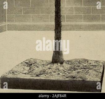 Relazione annuale . Un restauro di uno degli alberi più vecchi della terra ( A r c h e o s i g i 11 a r i a primeva) eretta di recente nel Museo di Stato e ricostruito da un specimenfound nelle rocce Devonic di Napoli, N. Y. University ol stato ol New York bollettino iscritti di seconda classe importa Agosto 2, 1913, presso l'ufficio postale presso Albany, N. Y., u ider l atto di agosto, 12, 1012 Pubblicato quindicinale-No. 578 ALBANY, N. Y. novembre ho 1914 Museo Statale di New York John M. Clarke, DirectorMuseum Bollettino 173 decima relazione del Direttore del Museo lostato e scienza partono-mento comprese TH Foto Stock