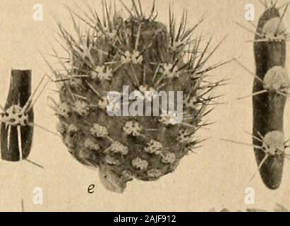 Le Cactaceae : descrizioni e illustrazioni di piante della famiglia di cactus . Un * ^U*& Foto Stock