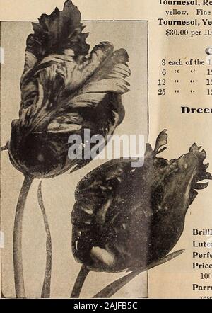 Dreer del catalogo autunno 1918 . Tulipani doppia Murillo Per doj. Per 100 Rosa Tea (Brimstone). (12 M.) un beauti-ful zafferano-giallo o albicocca. Un sportfrom Murillo con tutte le sue buone qualità. $36.00per 1000 $ 55 4 00 Tournesol, giallo. $30.00 per 1000..... Tournesol, rosso e giallo. (9 M.) scarlatto, ampiamente refilato (9M.) luminoso giallo arancione, ammenda. 50 3 50 50 3 50 Parrot o Dragon tulipani collezioni di tulipani doppia 3 ciascuno dei dodici chiamato varietà, 36 lampadine $1 40 6 12 72 2 50 12 12 144 4 75 25 • 12 300 8 75 Dreers superba doppio misto tulipani davvero una miscela fine, avente una buona gamma di colo Foto Stock