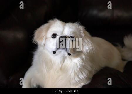 Tre anni di little white Pekingese Foto Stock