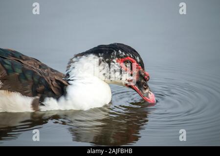 Il Germano Reale anatra selvatica acqua potabile da stagno Foto Stock
