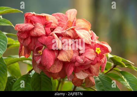 Ortensia fiori rossi nel giardino. Foto Stock