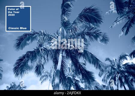 Tropical blu sfondo classico. Palm tree sull'Isola di Pasqua. Colore dell'anno. Coy2020 Foto Stock