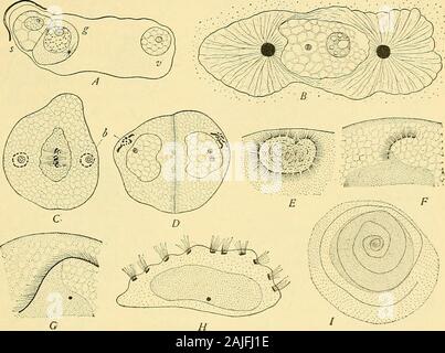 La cella in fase di sviluppo ed ereditarietà . s completamente al profondamente corpuscoli di colorazione in sper-matogenic celle del Characeae, felci e Equisetaceae; che,inoltre, medio-pezzo dello spermatozoo rappresenta theband che porta le ciglia dell'impianto spermatozoid, mentre la coda-come flagelli^ della salamandra o topo rappresenta le ciglia. ^ 1 QC p. 321. Per la funzione del centrosome nella fertilizzazione, vedere p. 208. 2 In originale Faden forse destinato a designare il filamento assiale." 97, 3- LA CRESCITA E LA DIFFERENZIAZIONE DEL GERME-cellule 173 ciò si concilia con Strasburgers Foto Stock