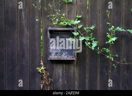 Vecchia mailbox di metallo su un nero staccionata in legno con piante selvatiche cresciute intorno a. Immagine di decadimento. Foto Stock