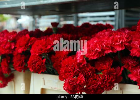 Un sacco di garofani rossi in una casella bianca. Dianthus caryophyllus o clive rosa close up shot. Foto Stock