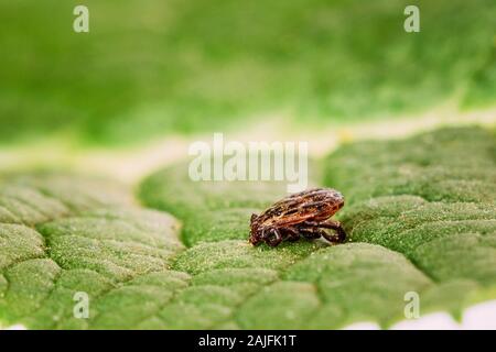 Dermacentor Reticulatus sulla foglia verde. Conosciuta anche come la mucca ornati Tick, ornato cane Tick, Prato Tick, e Marsh Tick. La famiglia Ixodidae. Le zecche sono auto Foto Stock