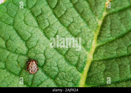 Dermacentor Reticulatus sulla foglia verde. Conosciuta anche come la mucca ornati Tick, ornato cane Tick, Prato Tick, e Marsh Tick. La famiglia Ixodidae. Le zecche sono auto Foto Stock