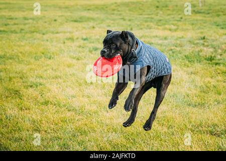 Active Black Cane Corso cane giocare saltando in esecuzione con la piastra Toy all' aperto nel parco. Cane indossa in vestiti caldi. Grande cane razze. Foto Stock