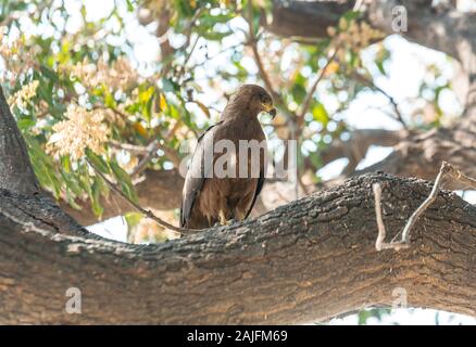 Udaipur, India - Marzo 04 2017: Falcon siede sulla struttura ad albero vicino Lago Pichola. Foto Stock