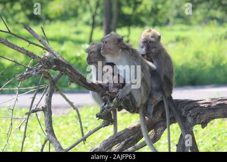 monkey chiacchierando con la sua famiglia carina e viziata nella savana del Parco Nazionale Balurano, Situbondo, Giava Orientale Foto Stock