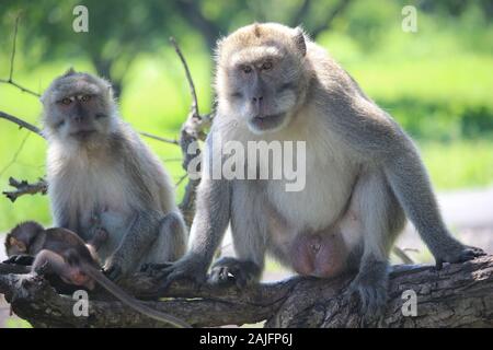 monkey chiacchierando con la sua famiglia carina e viziata nella savana del Parco Nazionale Balurano, Situbondo, Giava Orientale Foto Stock