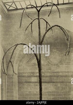 Relazione annuale . Un restauro di uno degli alberi più vecchi della terra ( A r c h e o s i g i 11 a r i a primeva) eretta di recente nel Museo di Stato e ricostruito da un specimenfound nelle rocce Devonic di Napoli, N. Y. University ol stato ol New York bollettino iscritti di seconda classe importa Agosto 2, 1913, presso l'ufficio postale presso Albany, N. Y., u ider l atto di agosto, 12, 1012 Pubblicato quindicinale-No. 578 ALBANY, N. Y. novembre ho 1914 Museo Statale di New York John M. Clarke, DirectorMuseum Bollettino 173 decima relazione del Direttore del Museo lostato e scienza partono-mento comprese TH Foto Stock