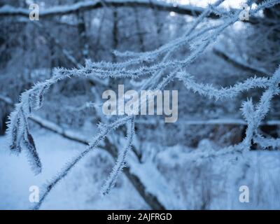 Immagine ravvicinata di cristalli di ghiaccio su un ramo di congelati in una foresta d'inverno. i cristalli coprire il ramo contro un bianco nevoso inverno foresta. Foto Stock